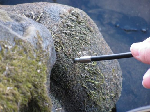 Messung von Algen auf Felsen