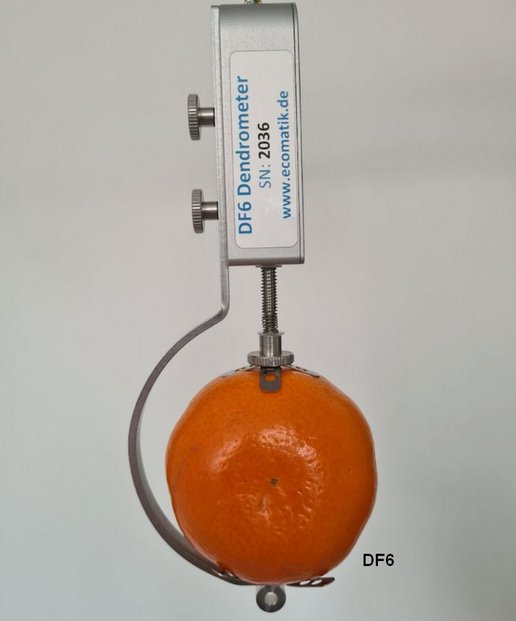 DF6 Dendrometer für Durchmesser 5-50mm an Mandarine befestigt