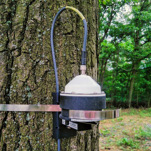 Bild zeigt Dendrometer DR26 am Baum montiert